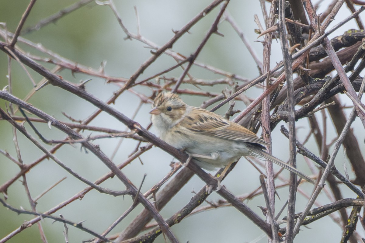 Clay-colored Sparrow - ML642826221