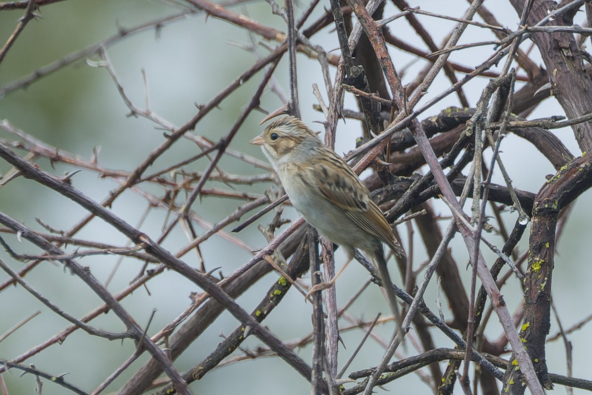 Clay-colored Sparrow - ML642826222