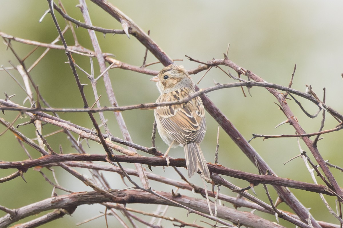 Clay-colored Sparrow - ML642826223