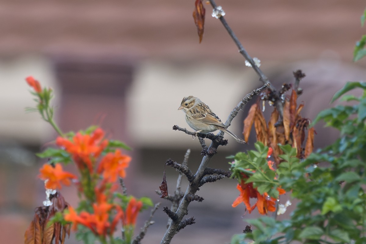 Clay-colored Sparrow - ML642826224