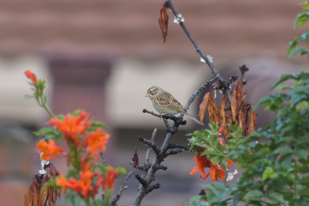 Clay-colored Sparrow - ML642826225