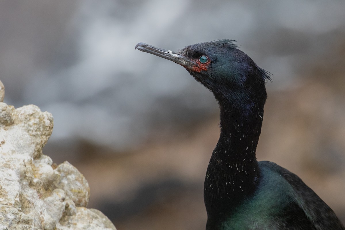 Cormoran pélagique - ML642826231
