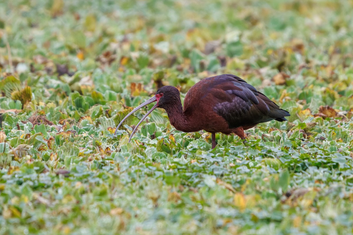 Ibis à face blanche - ML642826241