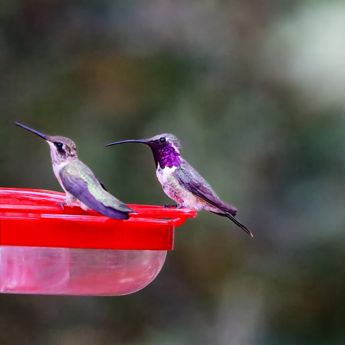 Colibri lucifer - ML642826249