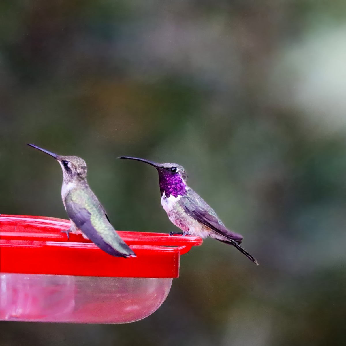 Colibri lucifer - ML642826250