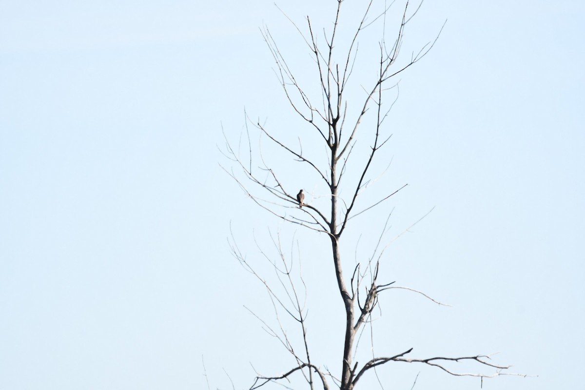 hawk sp. - ML642826251