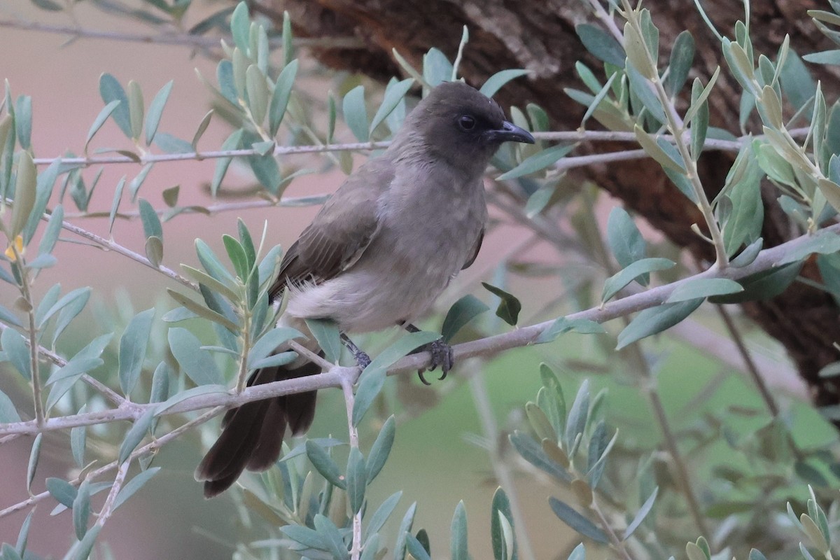 Bulbul des jardins - ML642826258