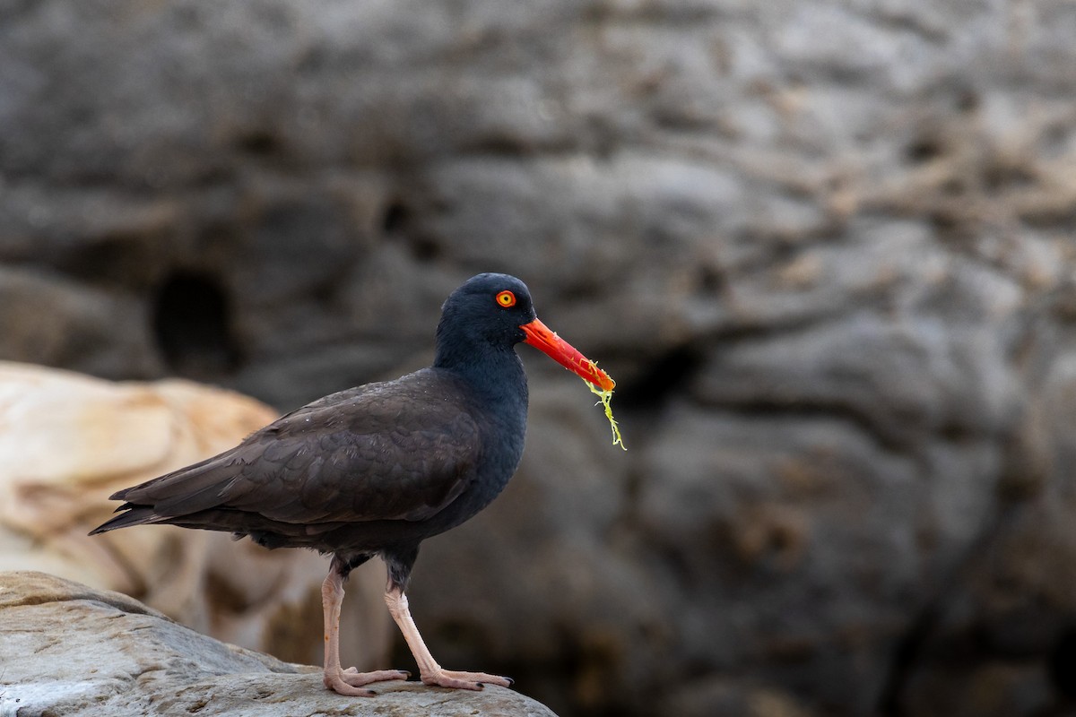 Black Oystercatcher - ML642826270