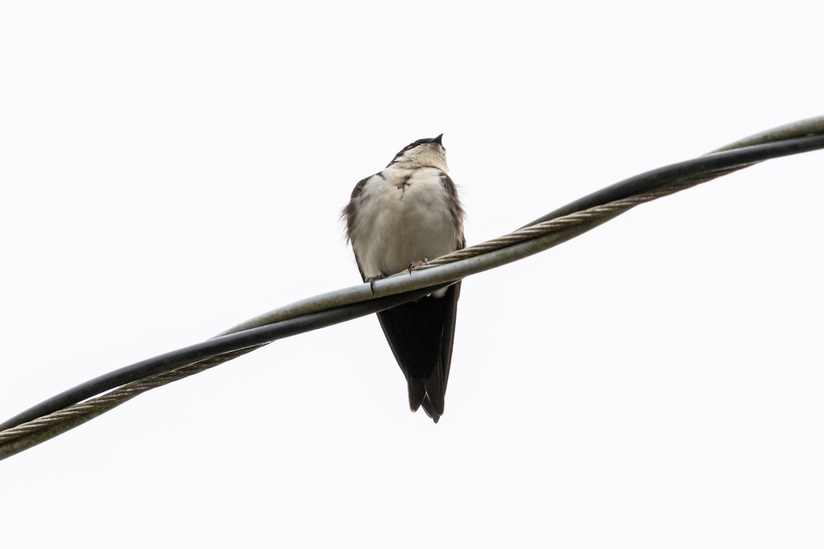 Blue-and-white Swallow - ML642826272
