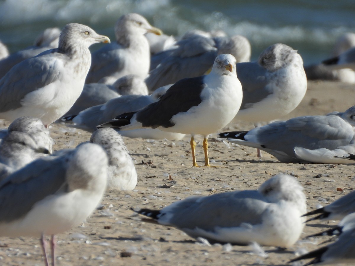 Lesser Black-backed Gull - ML642826280