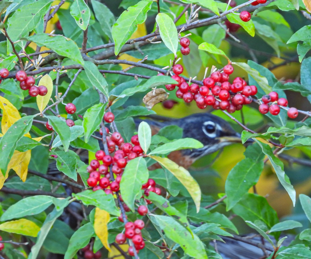 American Robin - ML642826288