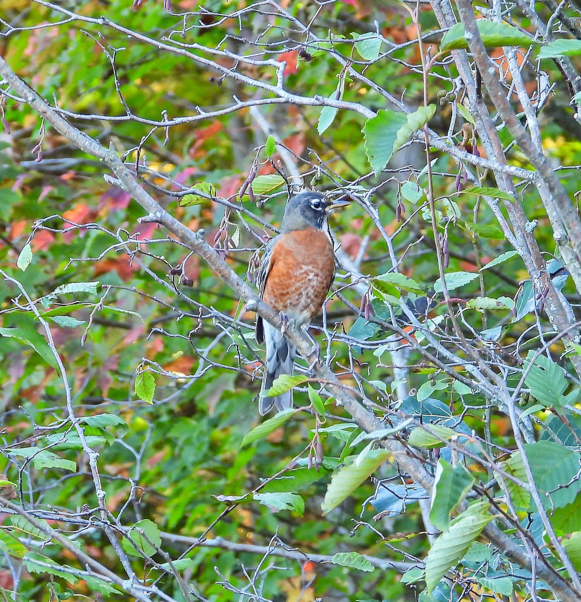 American Robin - ML642826289