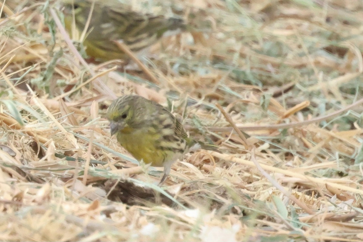 European Serin - ML642826299