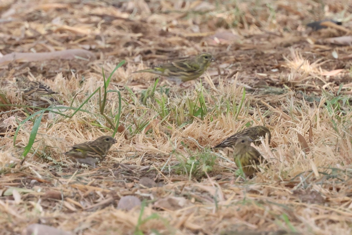 European Serin - ML642826300
