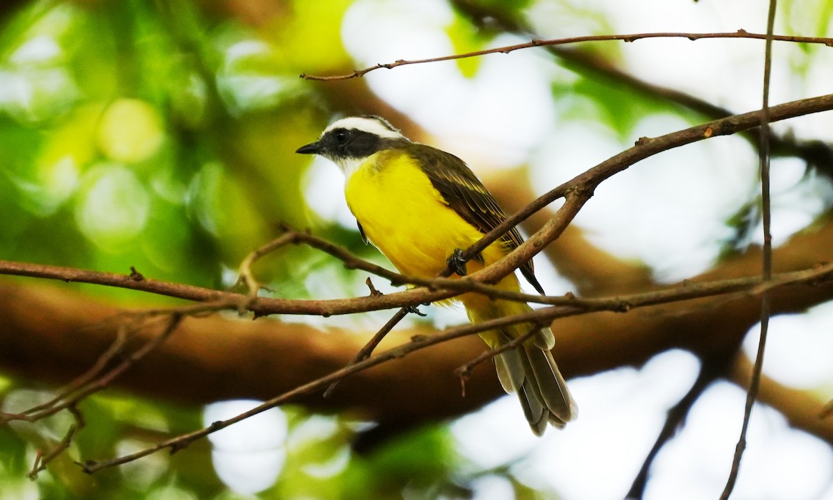 Social Flycatcher - ML642826304