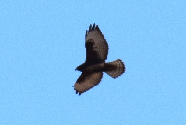 Broad-winged Hawk - ML642826331