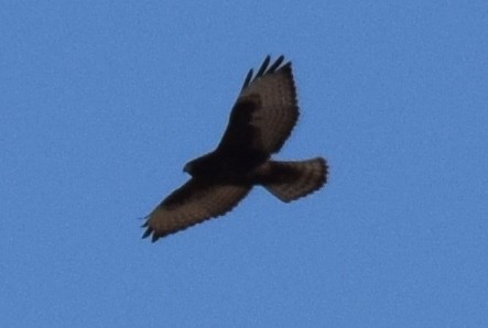 Broad-winged Hawk - ML642826334