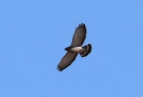 Broad-winged Hawk - ML642826335