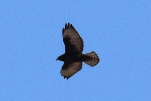Broad-winged Hawk - ML642826336