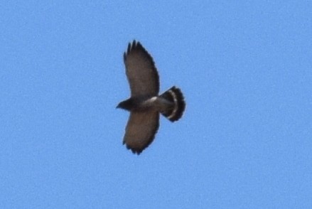 Broad-winged Hawk - ML642826337