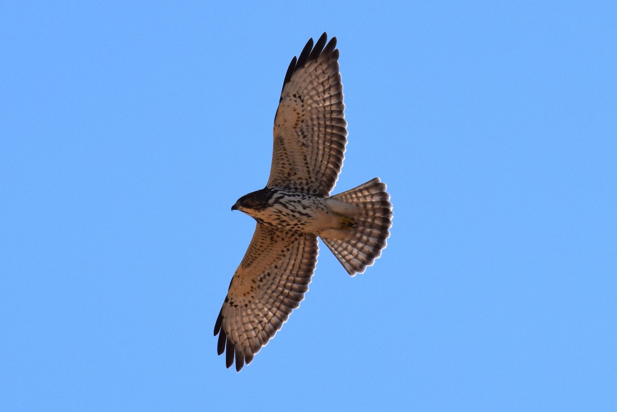 Broad-winged Hawk - ML642826339