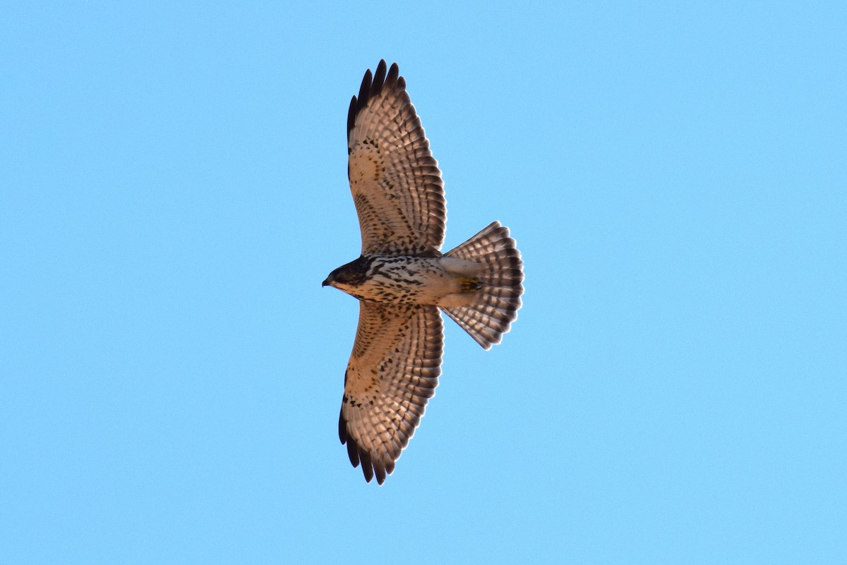 Broad-winged Hawk - ML642826340