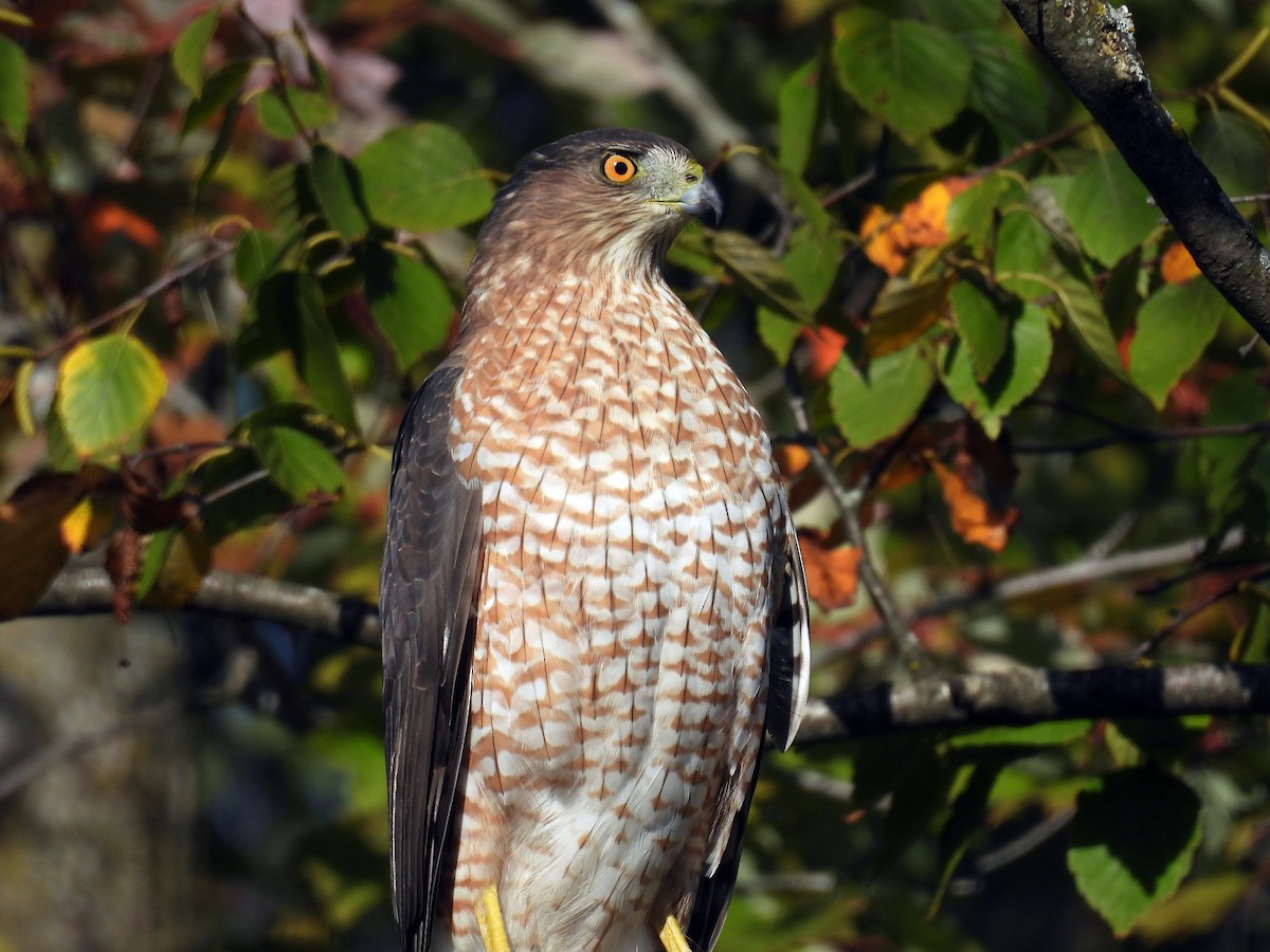 Cooper's Hawk - ML642826355