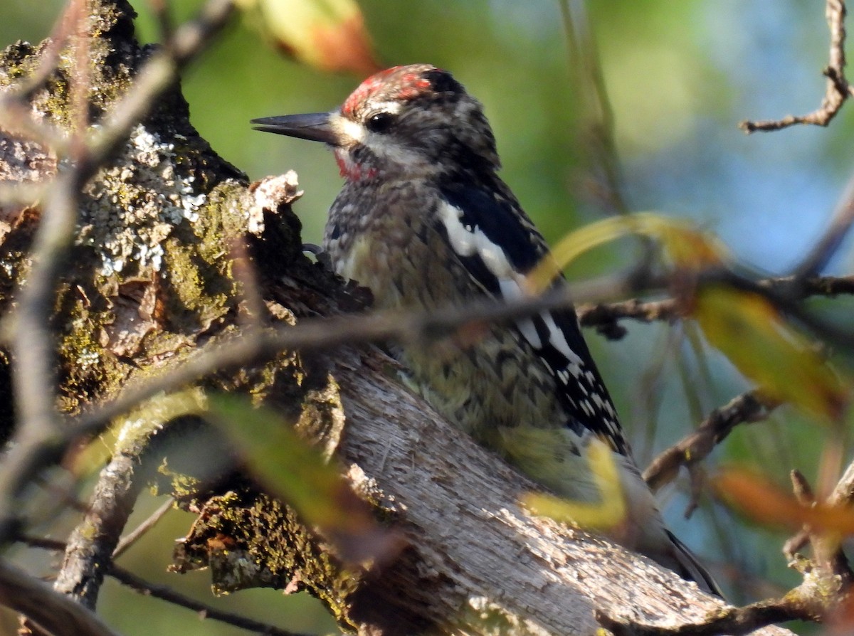 Yellow-bellied Sapsucker - ML642826359