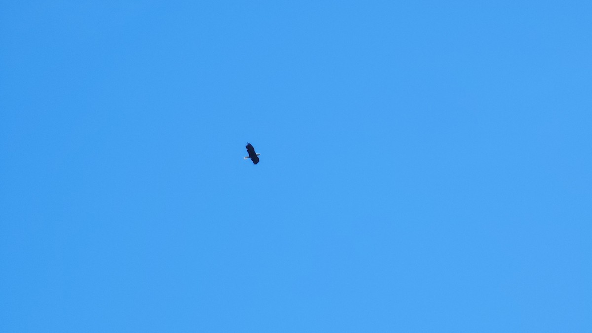 Bald Eagle - ML642826361