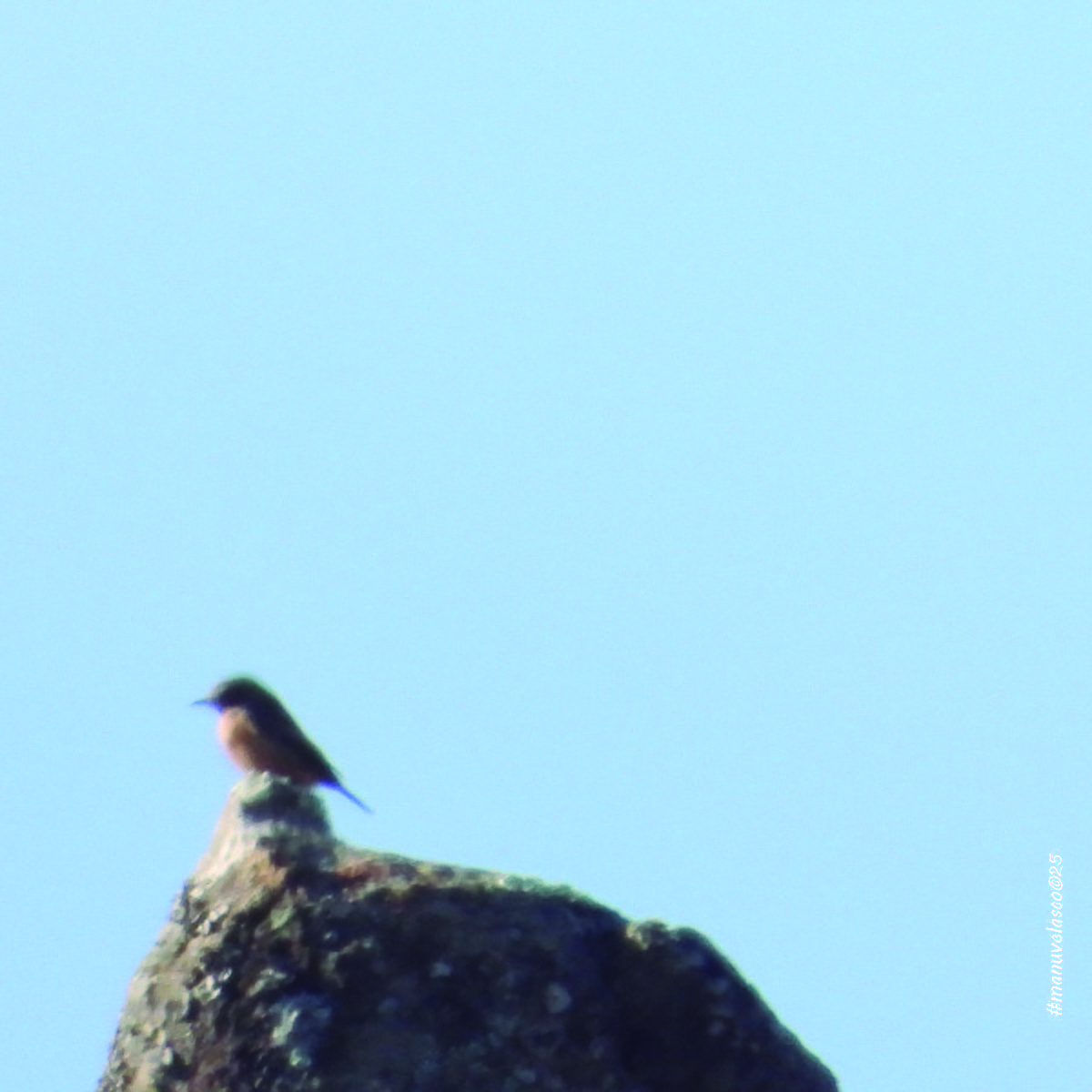 Northern Wheatear - ML642826362