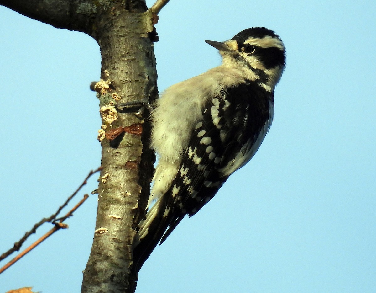 Downy Woodpecker - ML642826363