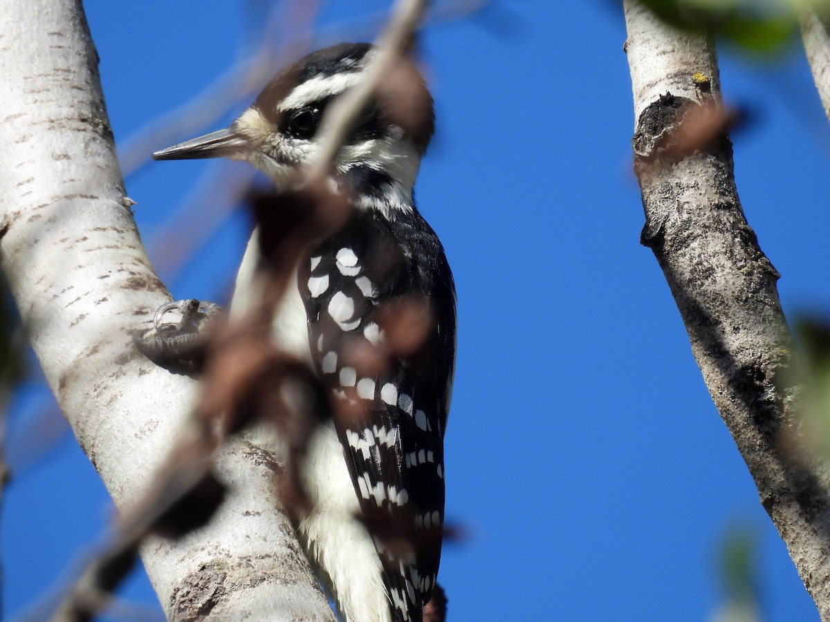 Hairy Woodpecker - ML642826370
