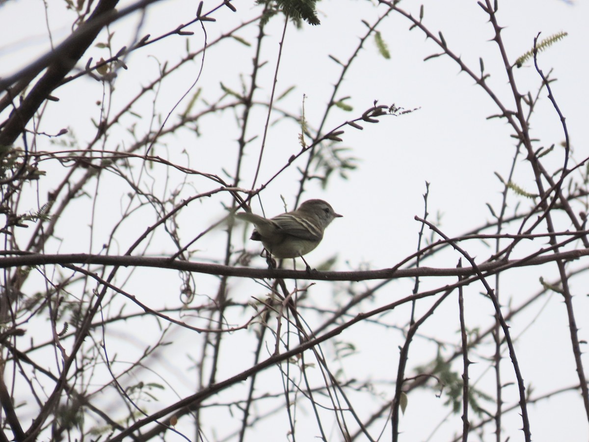 Mouse-colored Tyrannulet - ML642826371