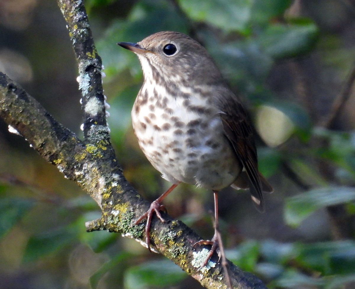Hermit Thrush - ML642826379