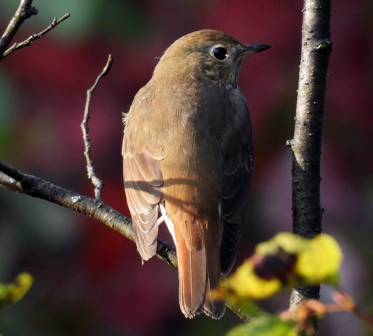 Hermit Thrush - ML642826390
