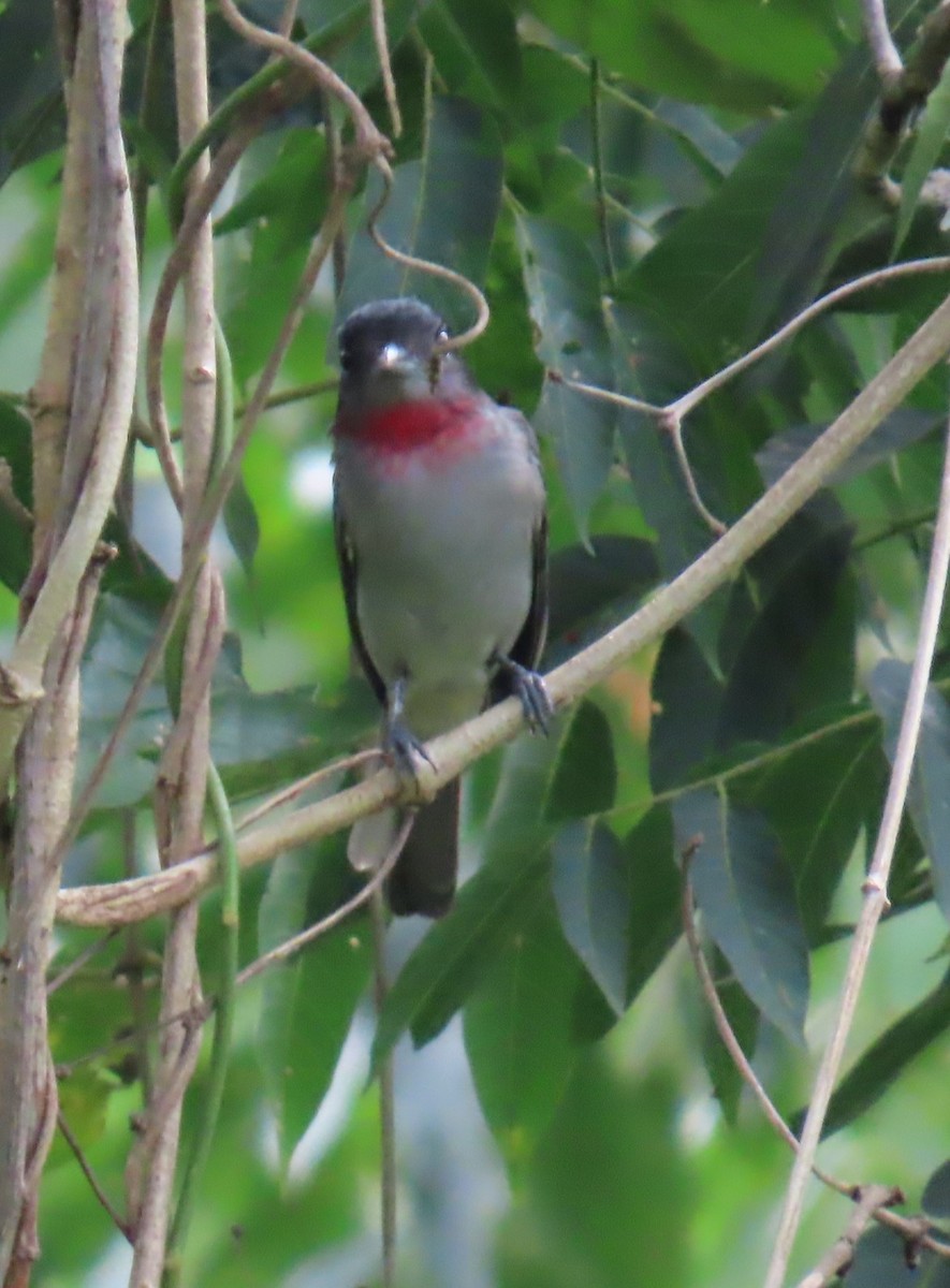 Rose-throated Becard - ML642826397