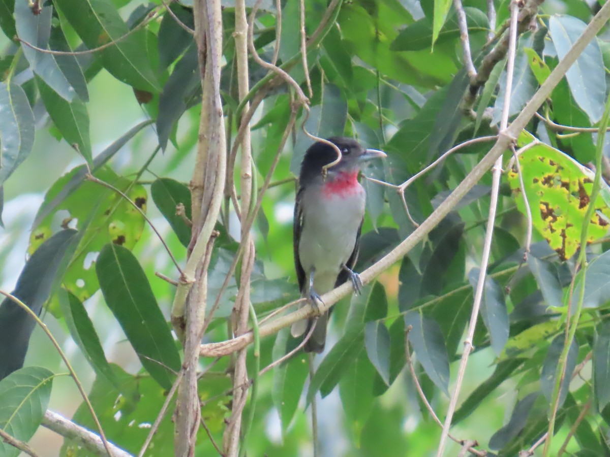 Rose-throated Becard - ML642826399