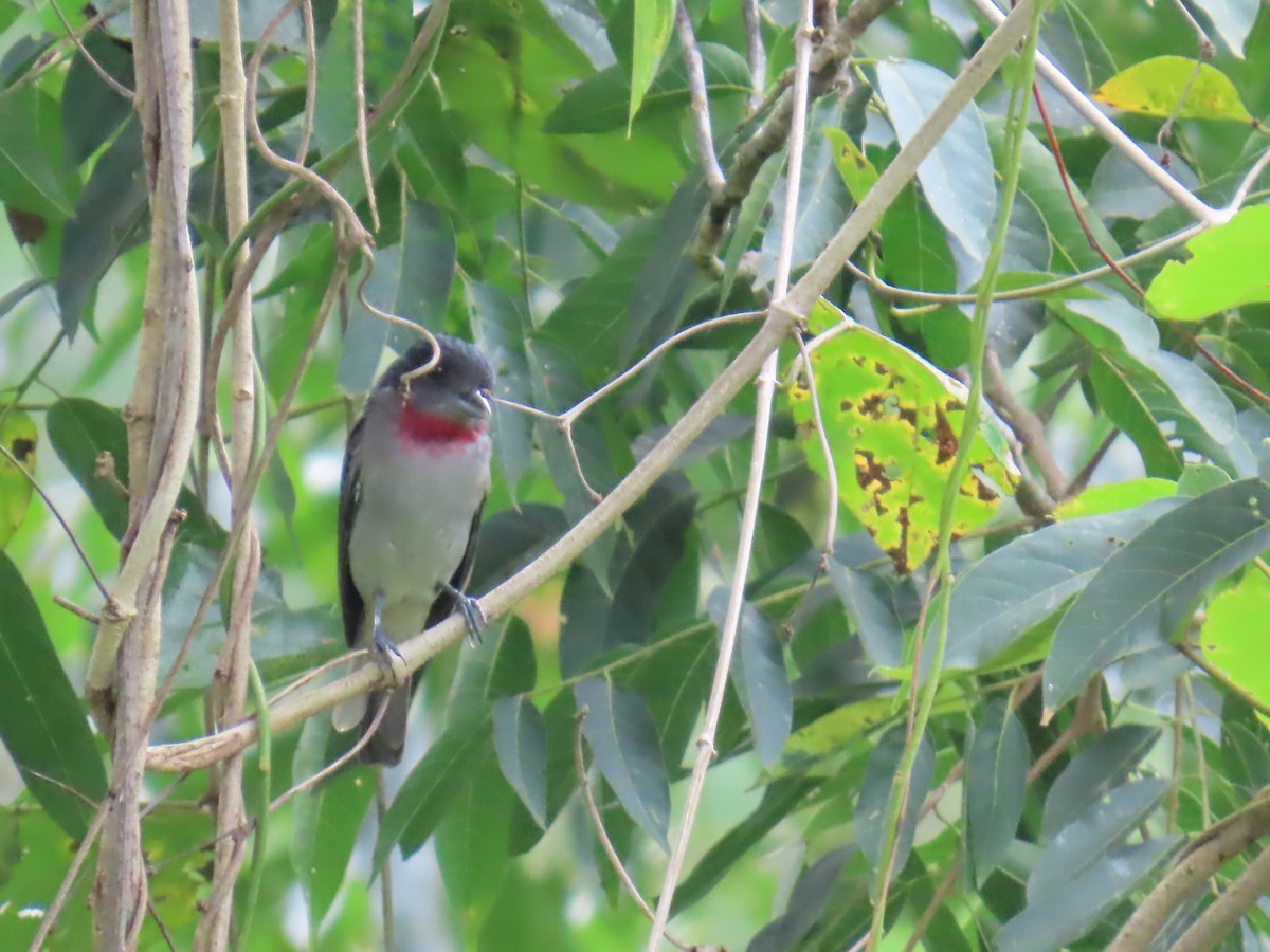 Rose-throated Becard - ML642826401