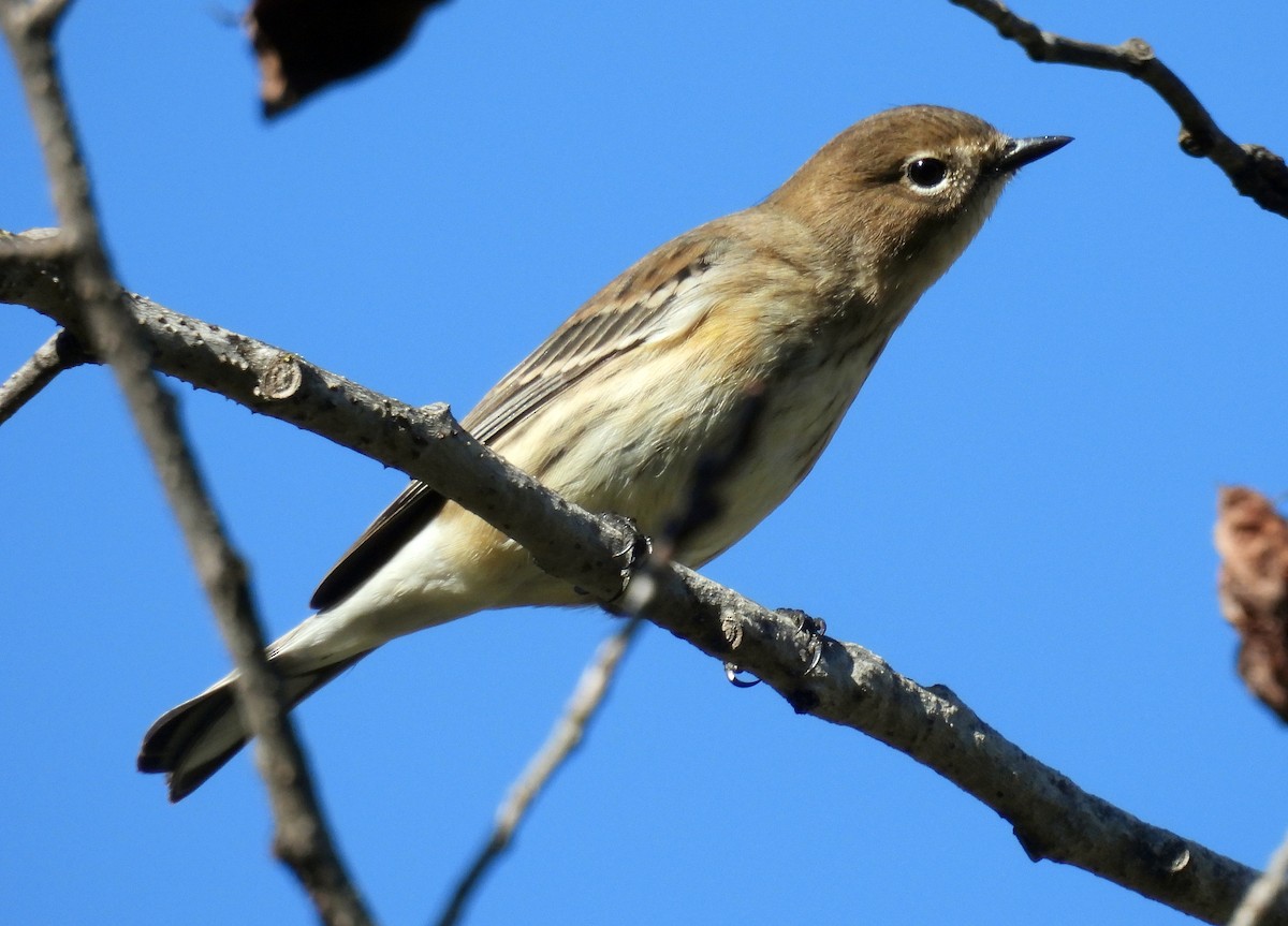 Yellow-rumped Warbler - ML642826424