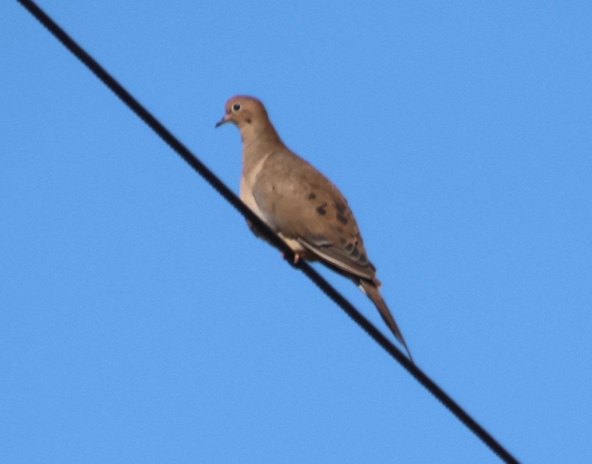 Mourning Dove - ML642826433