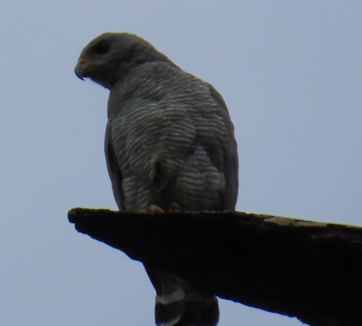 Gray Hawk - ML642826444