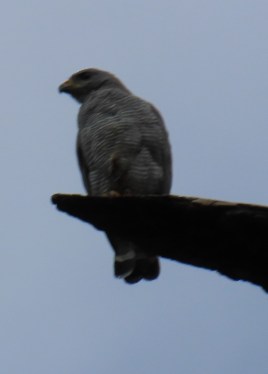 Gray Hawk - ML642826445