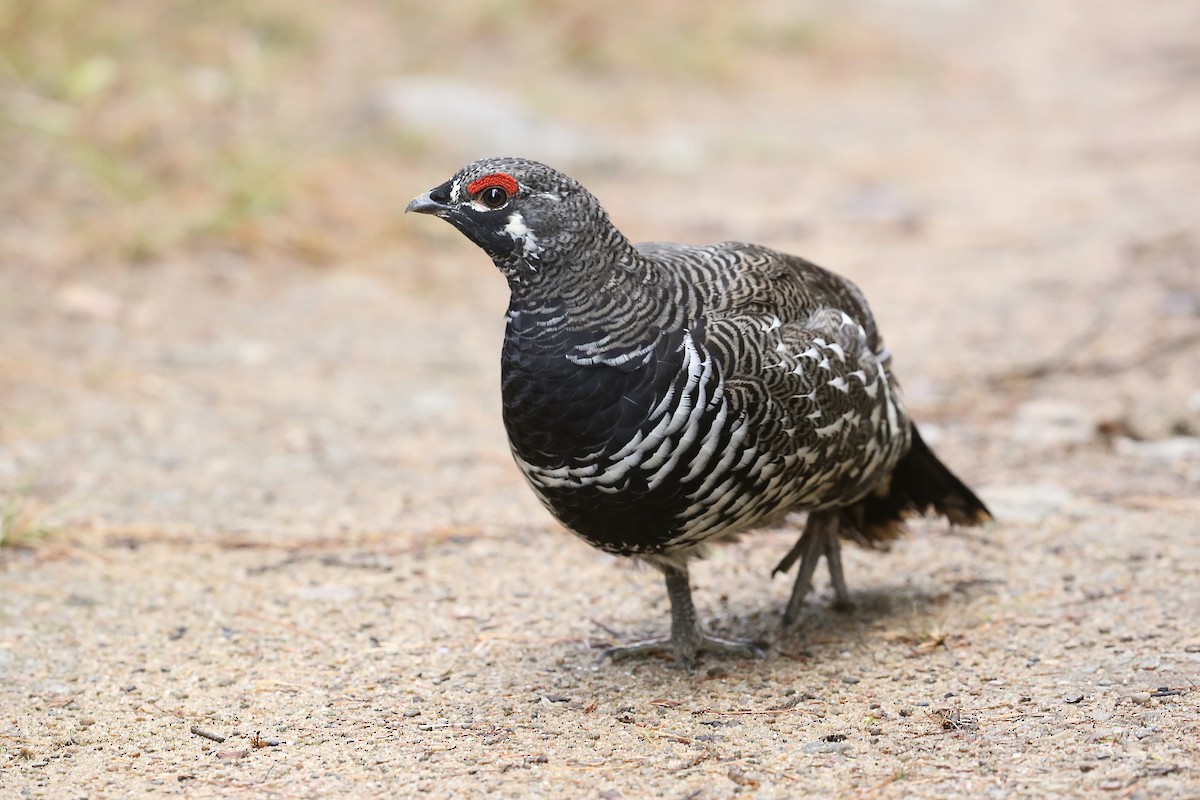 Spruce Grouse - ML642826448