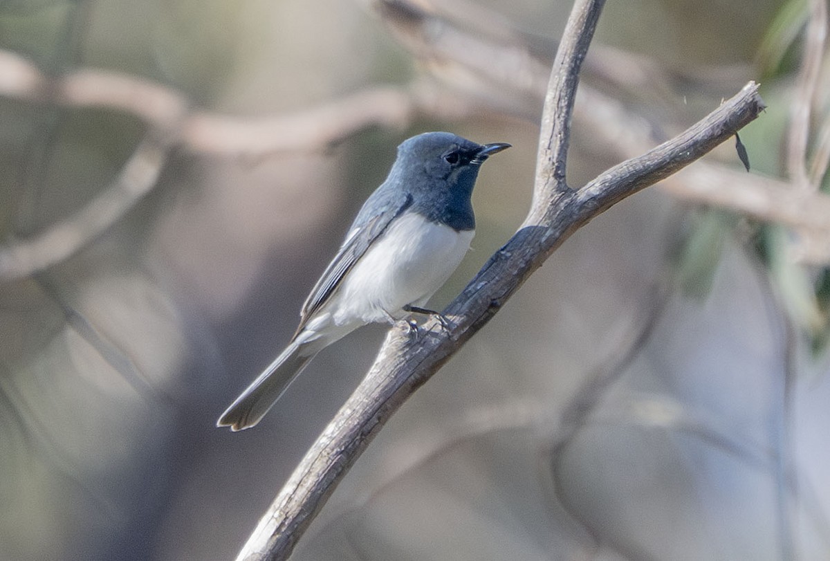 Leaden Flycatcher - ML642826453