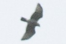 bredvingevåk - ML642826461