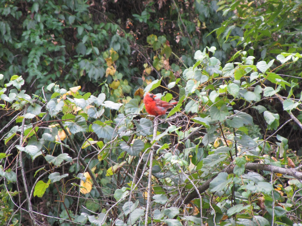 Cardinal rouge - ML642826462