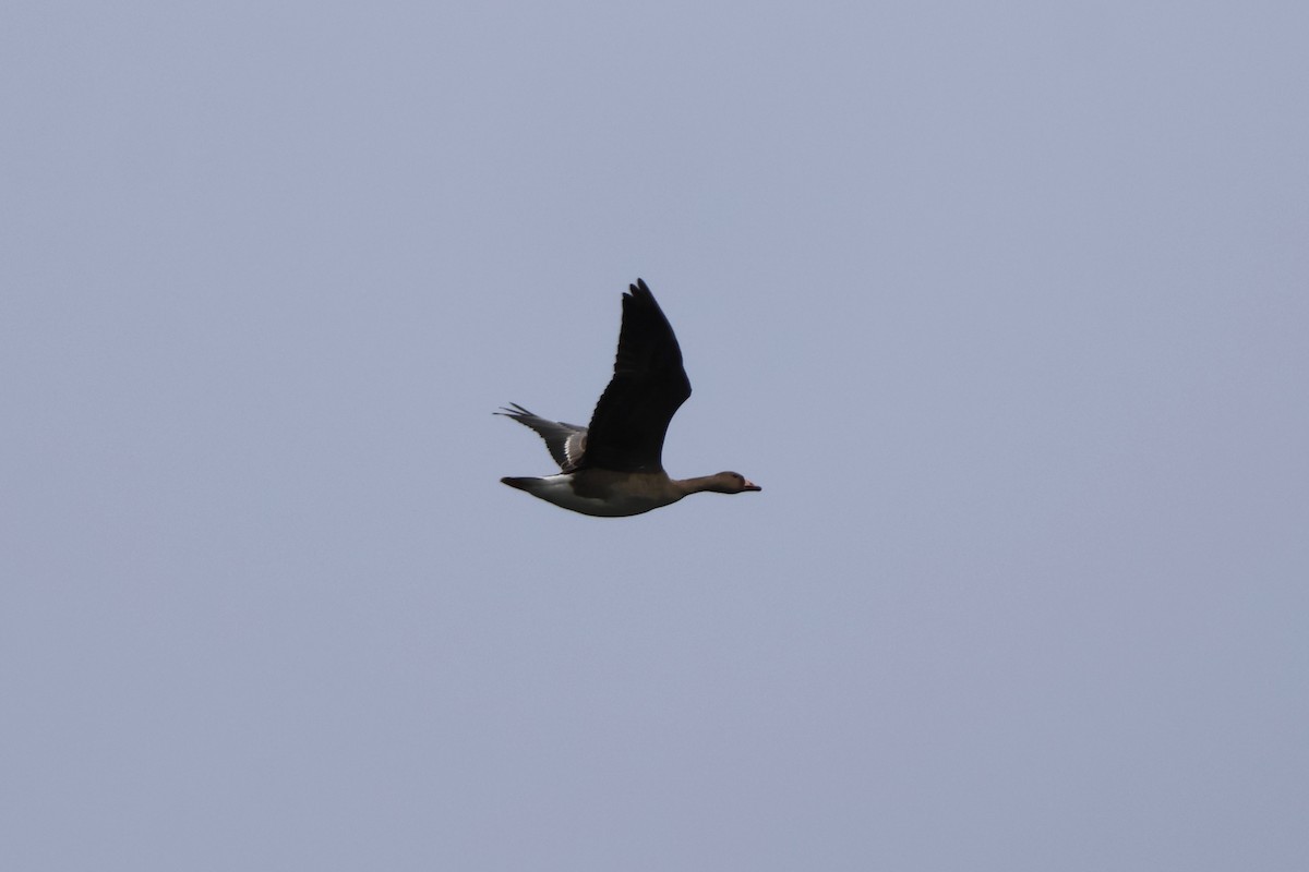 白額雁 - ML642826463