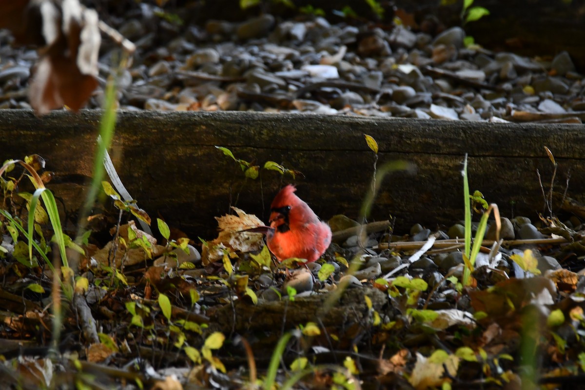 Cardinal rouge - ML642826473