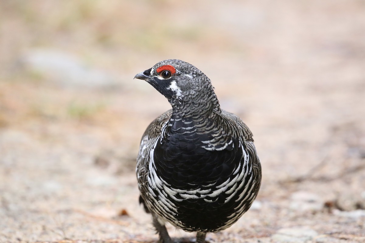 Spruce Grouse - ML642826475