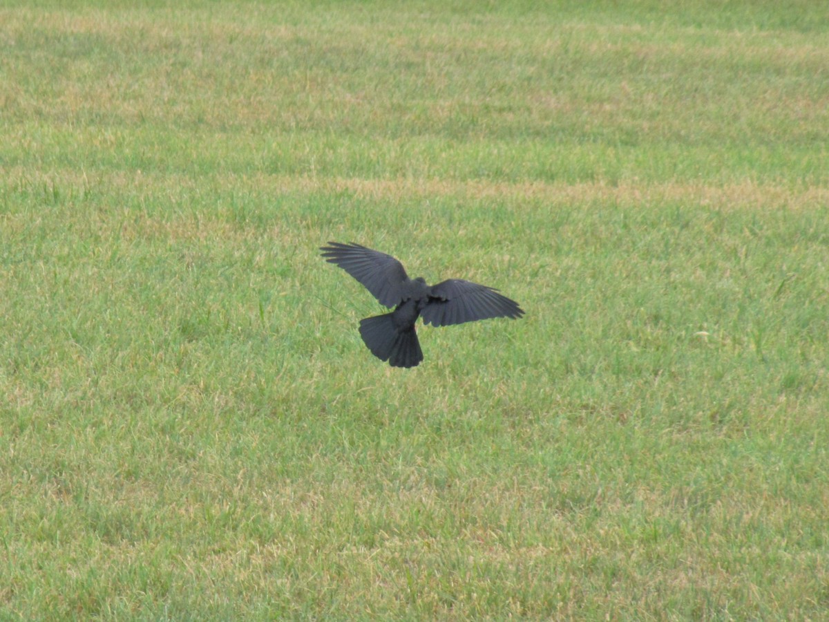 American Crow - ML642826476